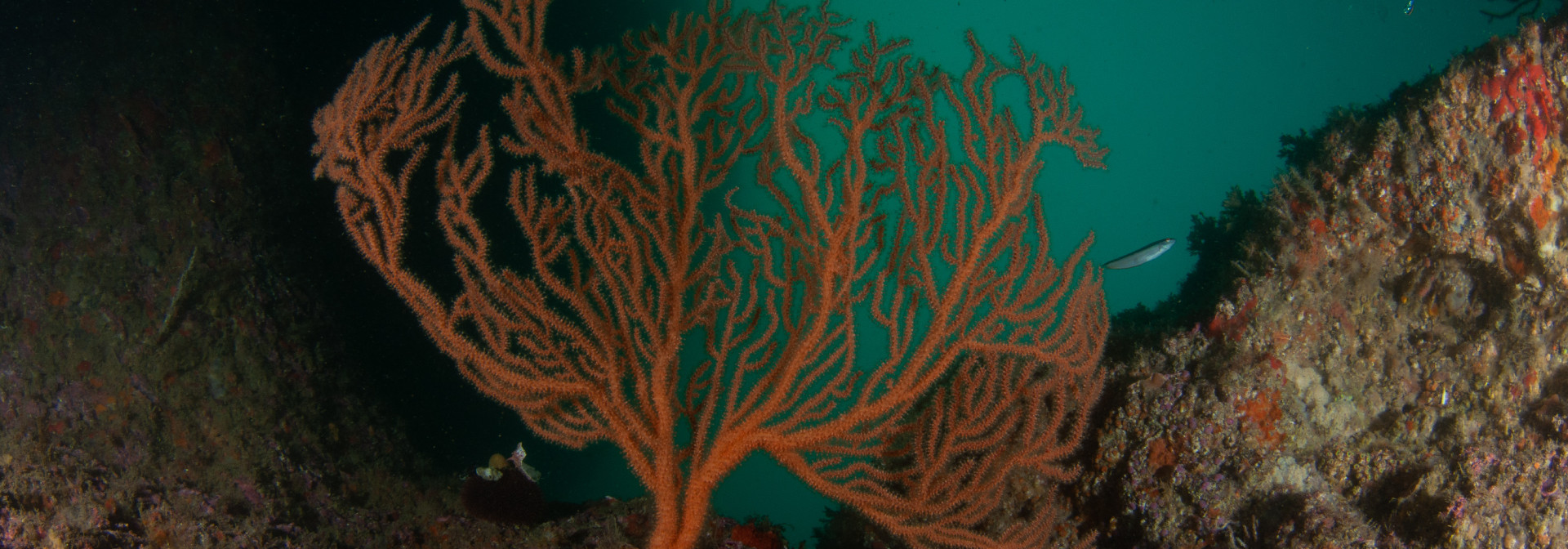 Coral habitats