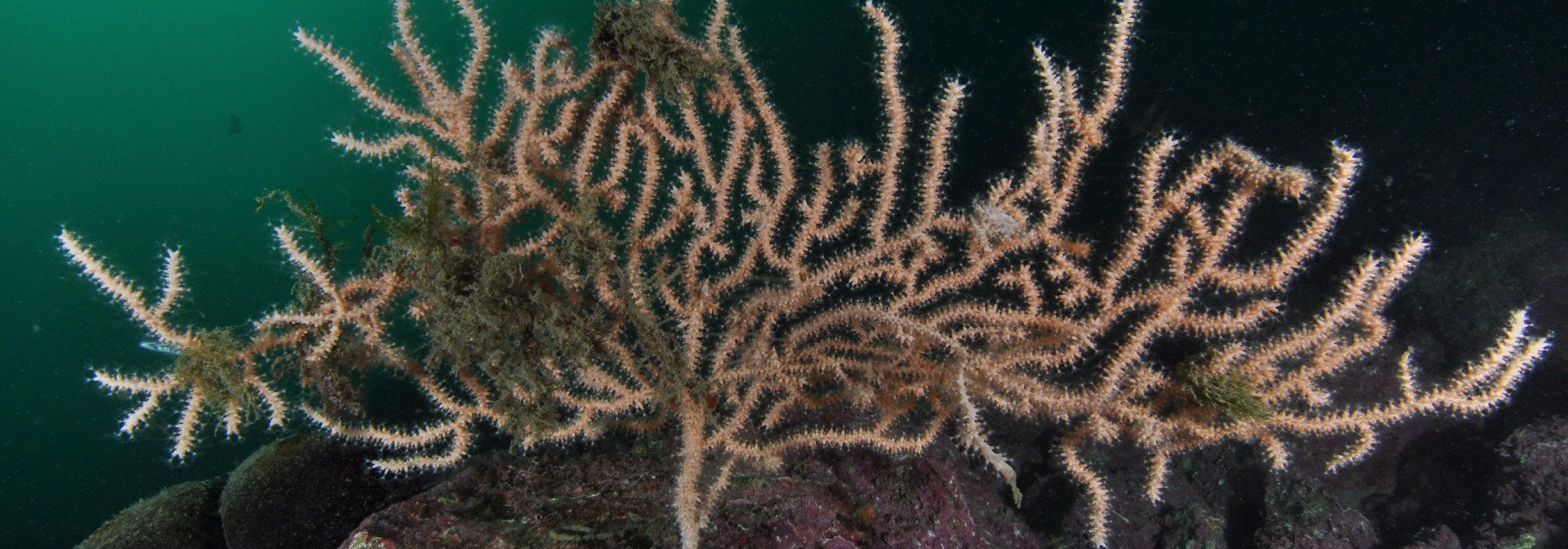 Coral Marine Ecosystem