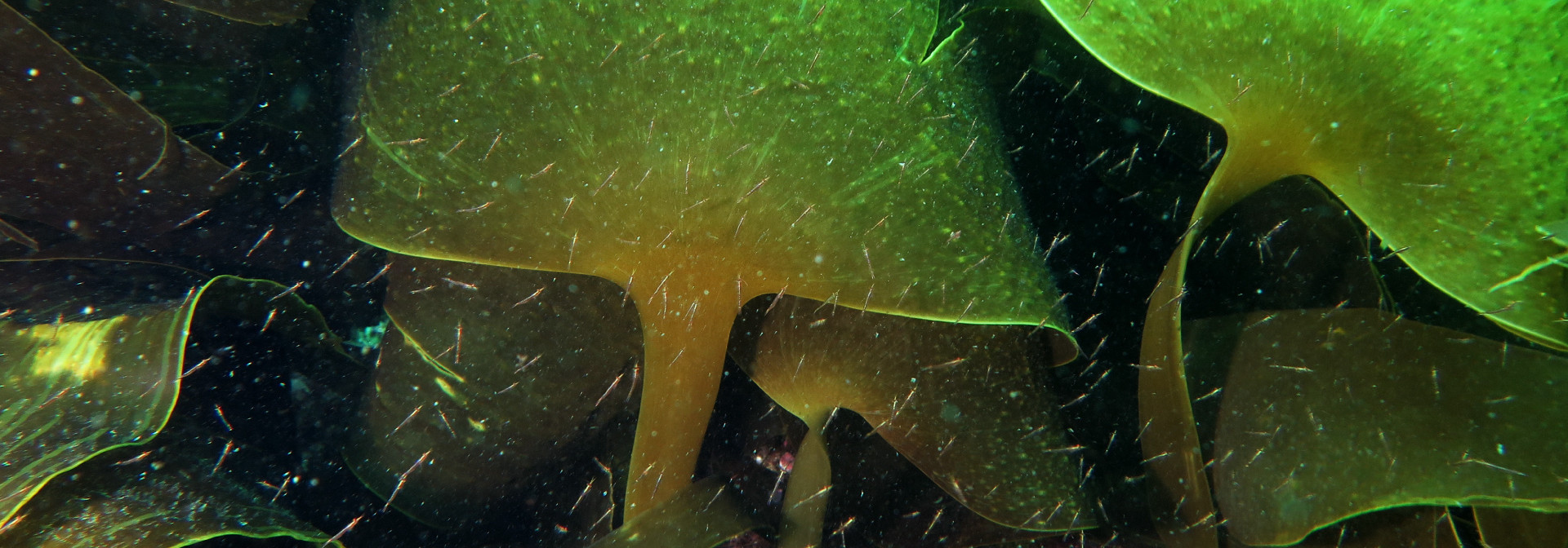 Seaweeds Habitats
