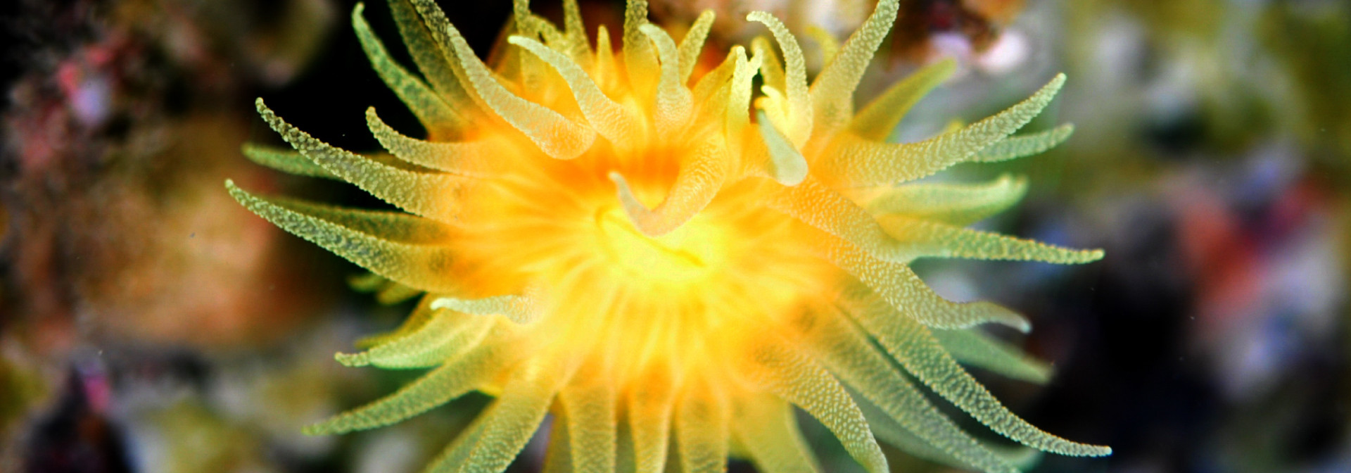 Anemone on Seaweed