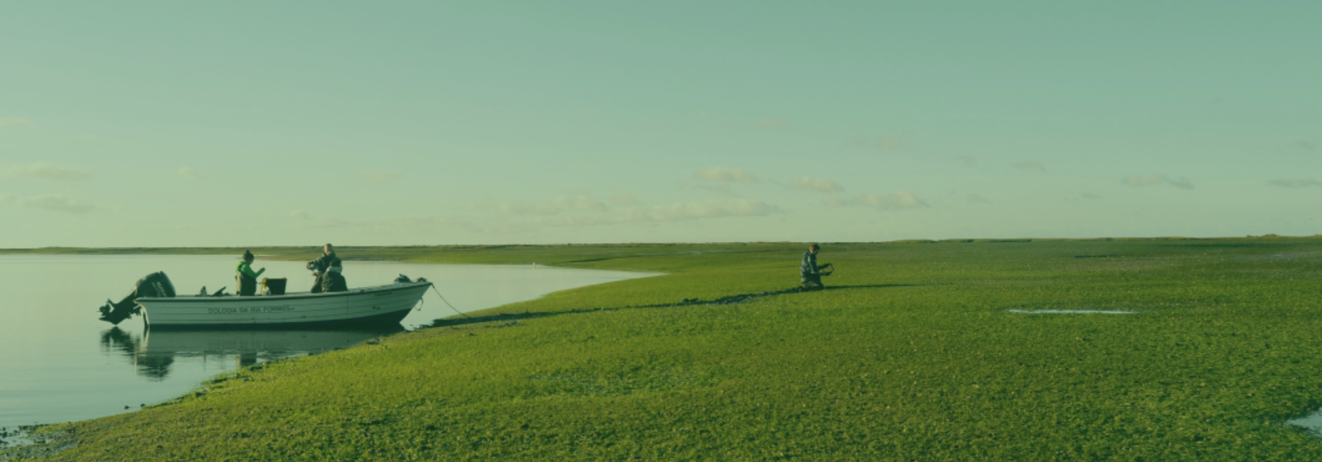 Seagrass Meadows in Ria Formosa Portugal