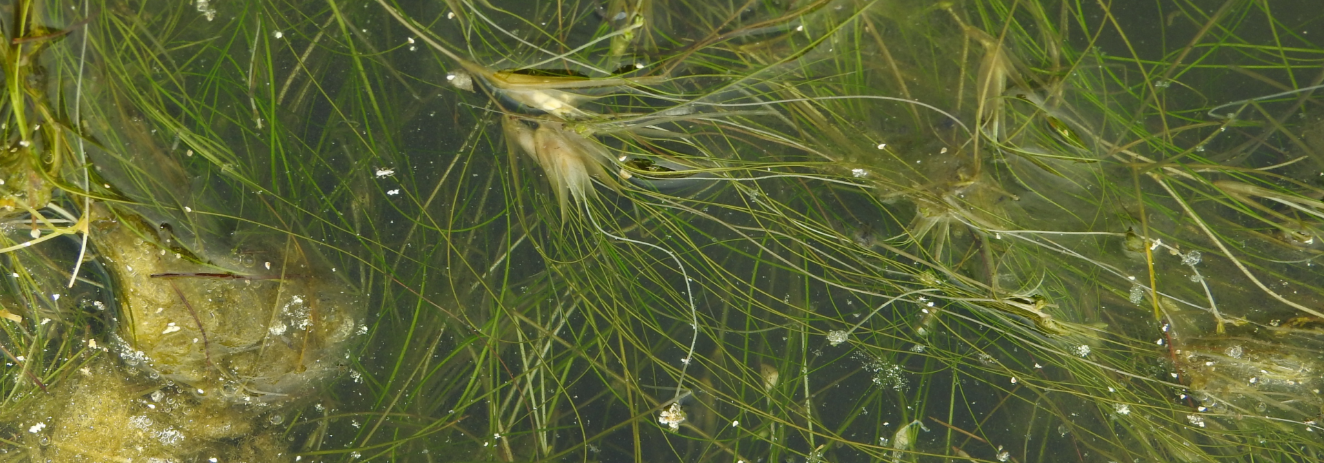 Ruppia drepanensis