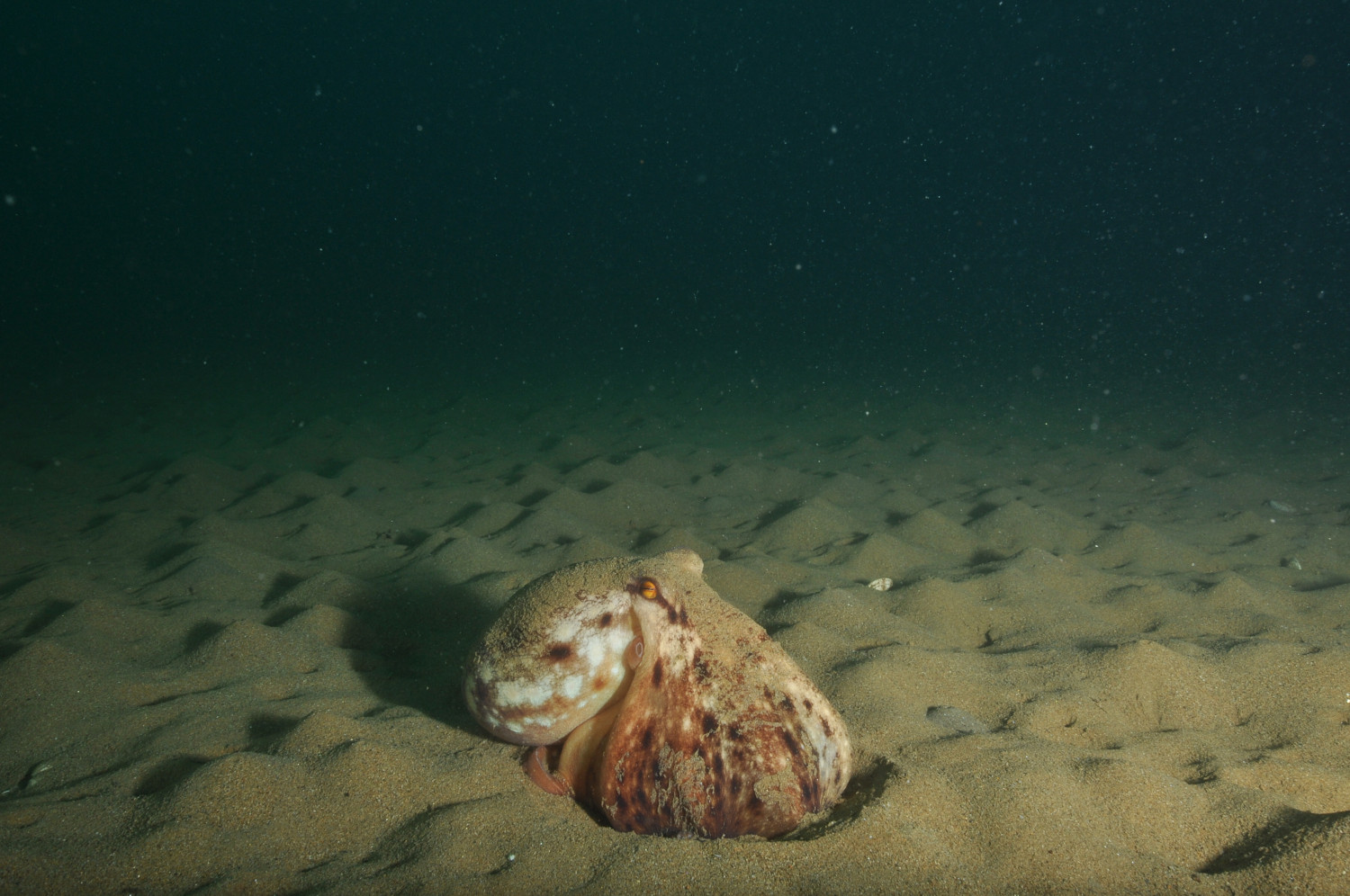 Polvo_Octopus vulgaris
