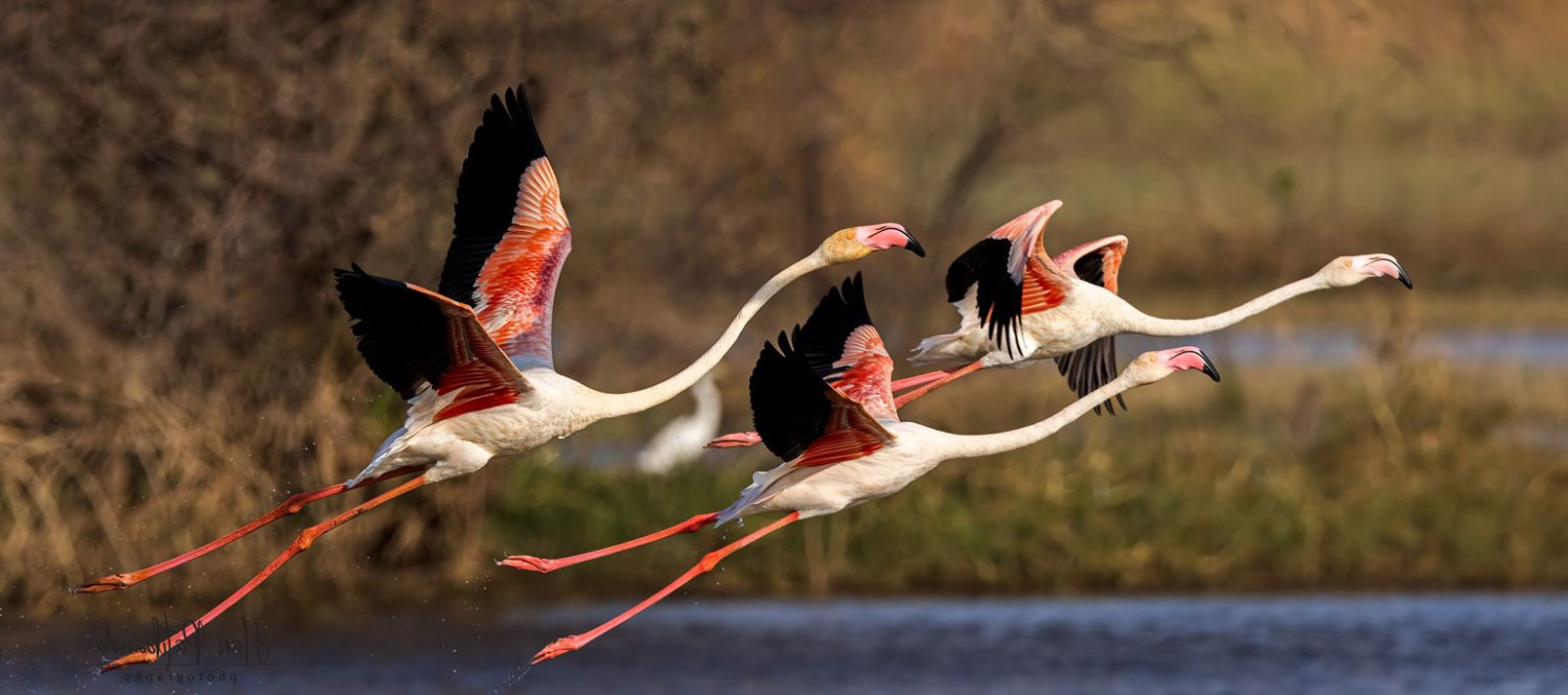 Flamingo_Phoenicopterus roseus