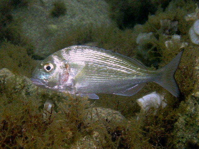 Sparus aurata (Dourada)