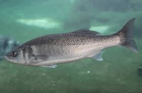 Dicentrachus labrax_Robalo