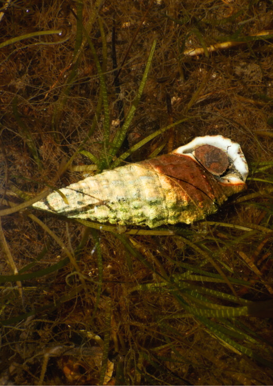 Cerithium vulgatum_Caramujo-Charuto-Do-Mediterrâneo