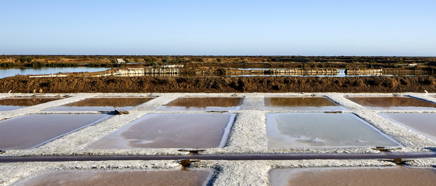 Salinas Necton