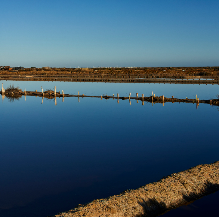 Salinas Necton