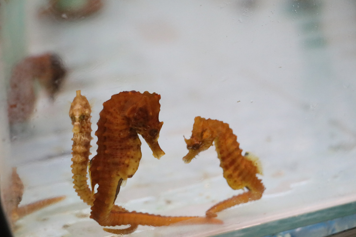 Cavalo-marinho_Hippocampus hippocampus