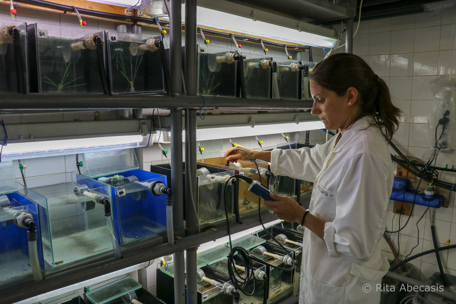  Laboratório Ramalhete