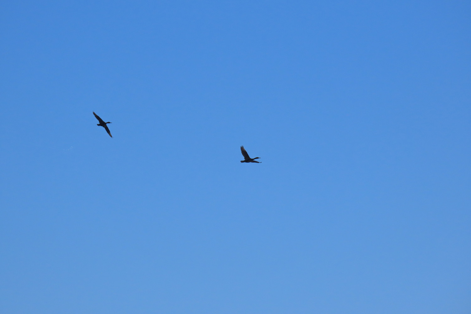 Aves