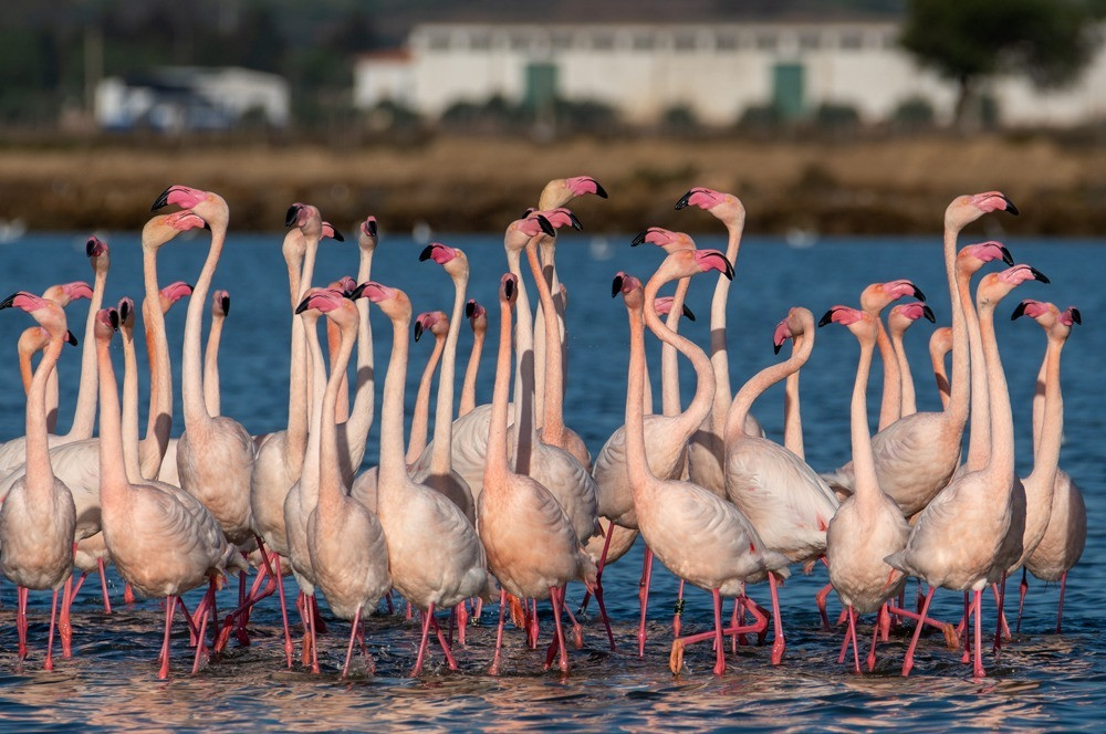 Flamingo