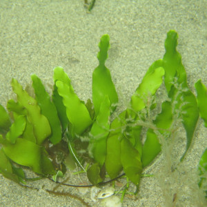 Caulerpa Prolifera