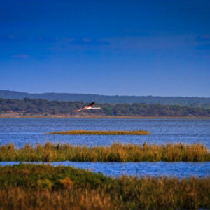 Estuário do Sado