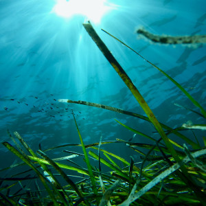 florestas marinhas
