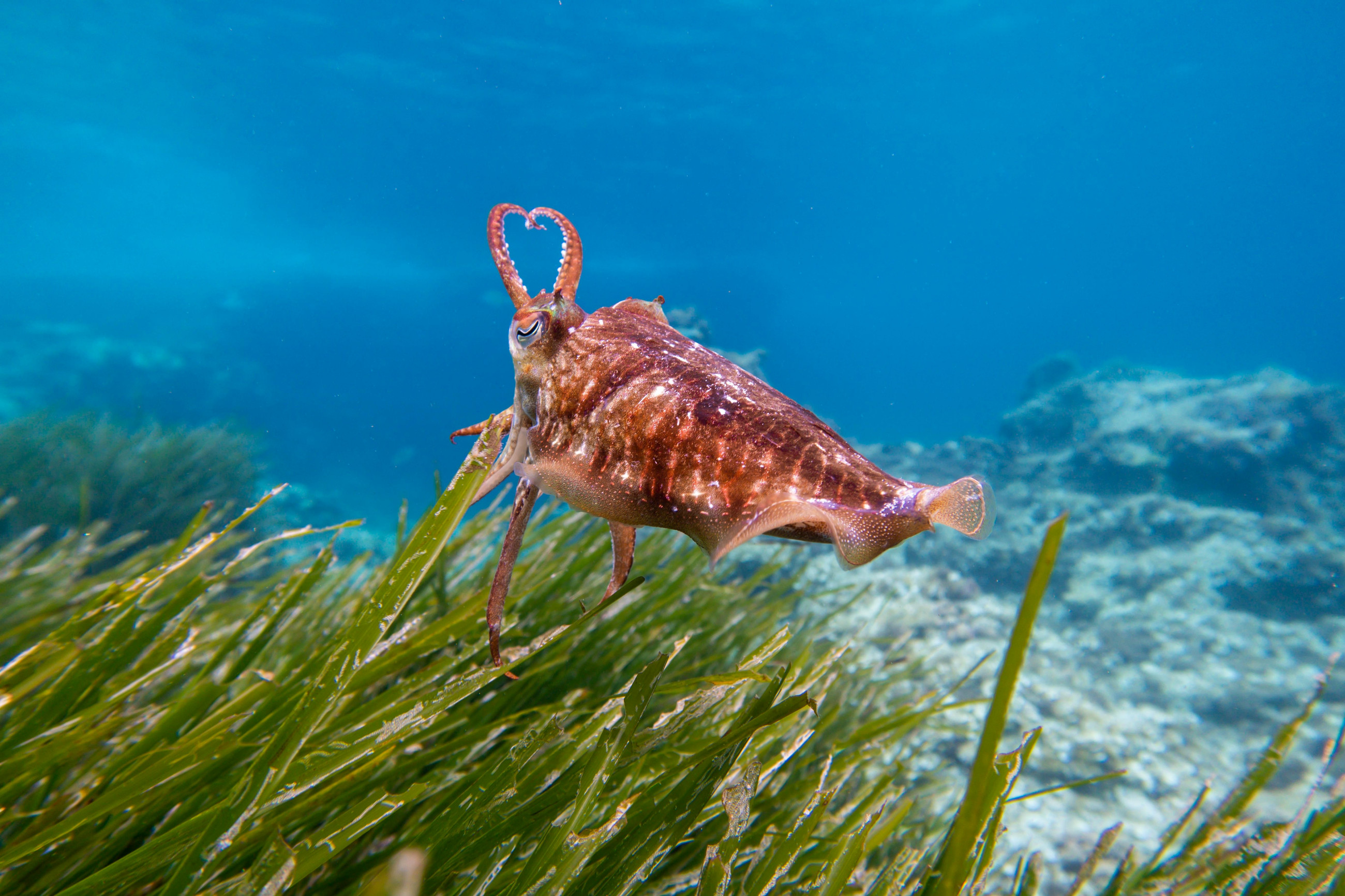 Close-up of a cuttlefish swimming above seagrass in Mallorca's clear waters.
