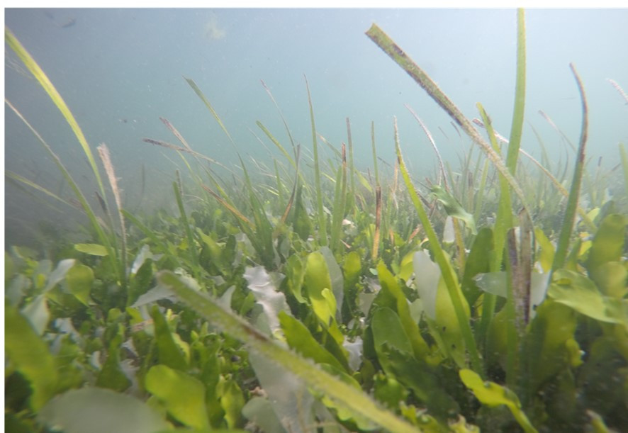Cymodocea and Caulerpa in Ria Formosa