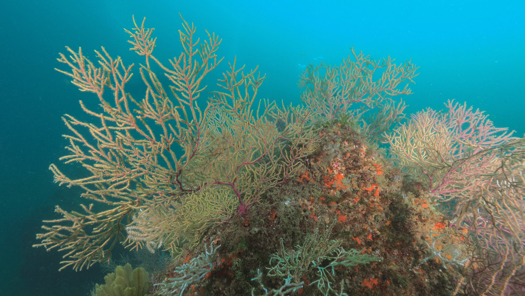 Coral Habitats in Portugal