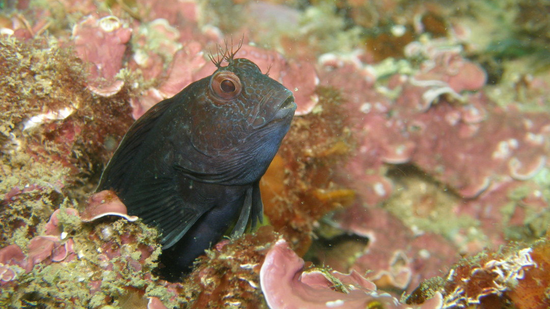 Fish on a Coral Habitat