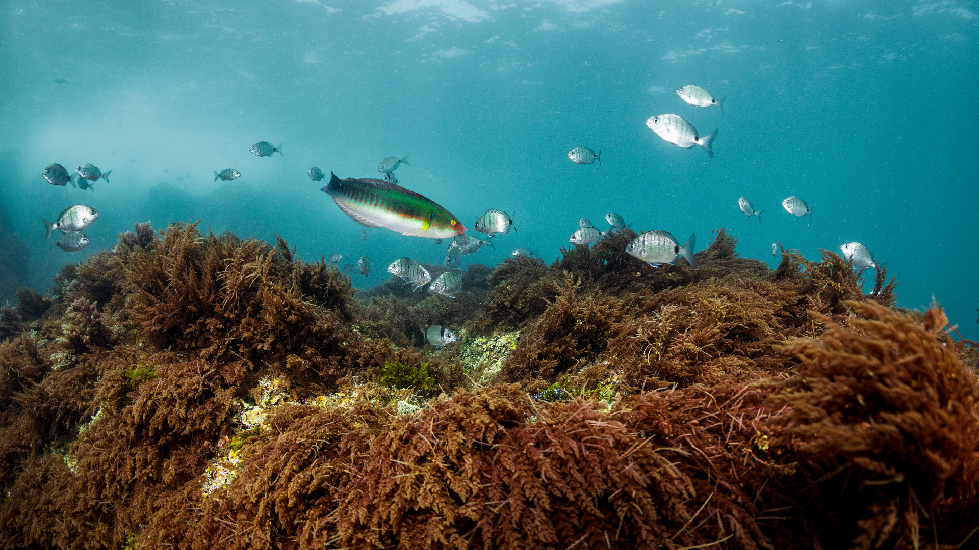 Variety of Fish on a Seaweed habitat