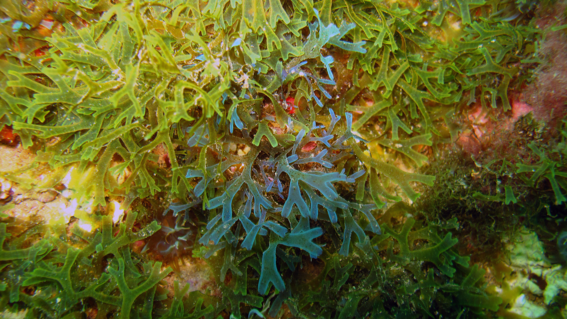 Seaweed Species