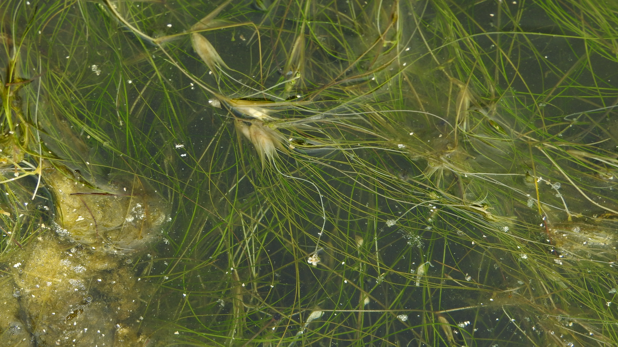 Ruppia drepanensis