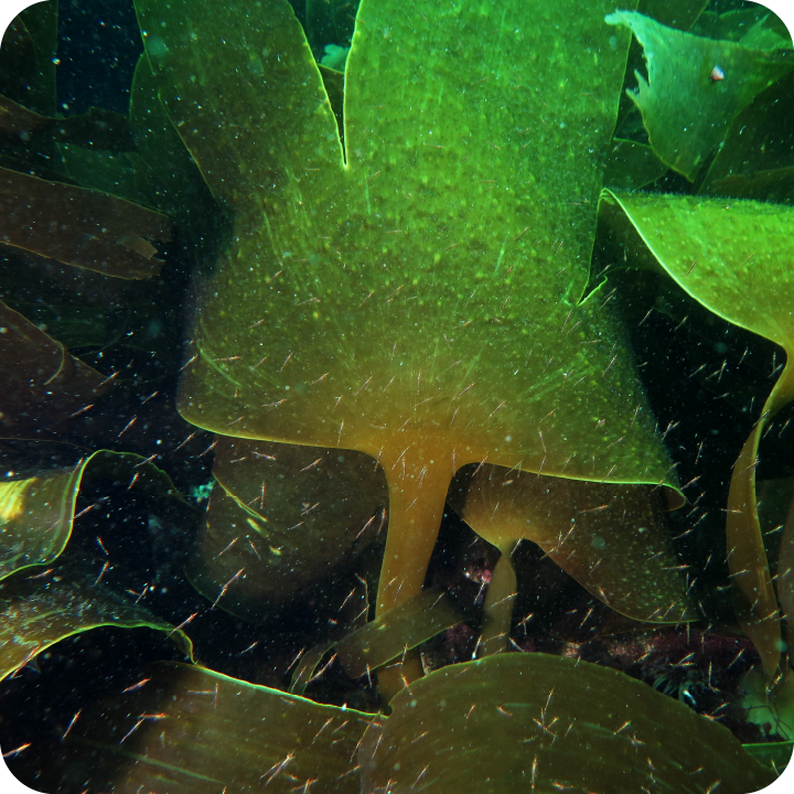 Restoring kelp habitats