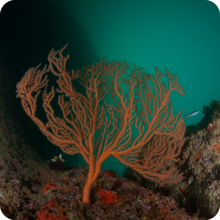 Restoring coral habitats