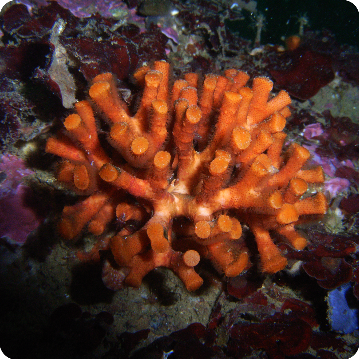 Coral Species