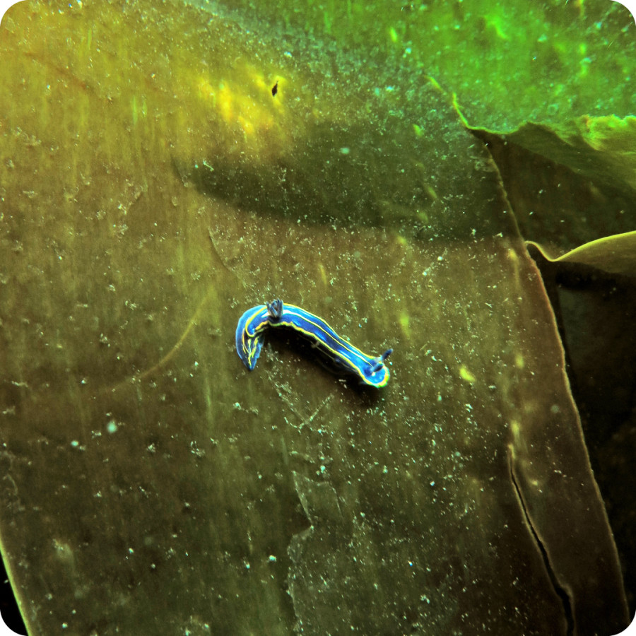 Widlife on Seaweed Habitat