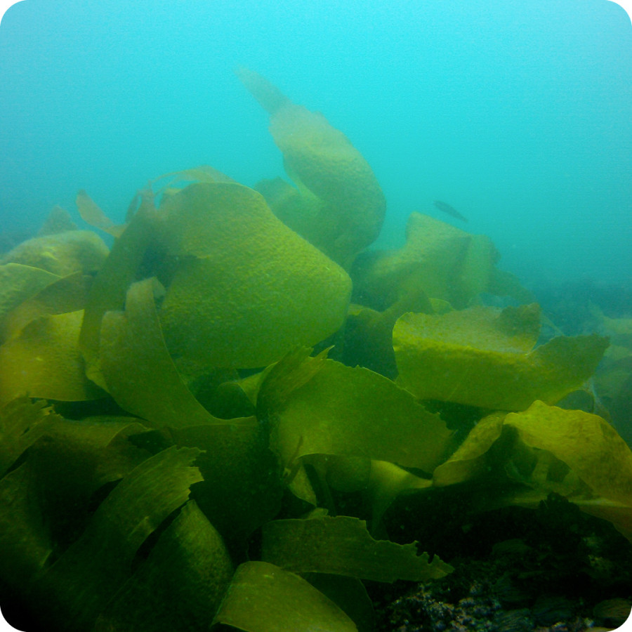Kelp Habitat