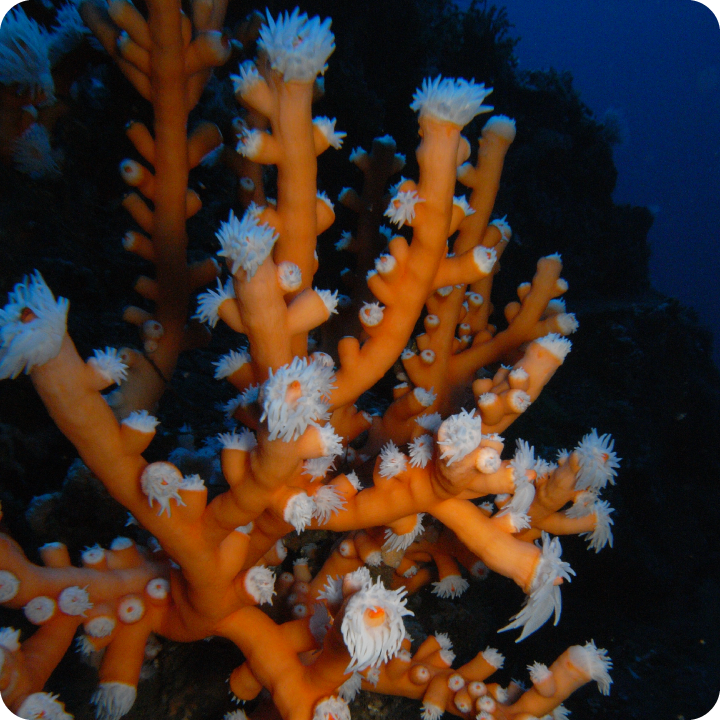 Corals in Portugal