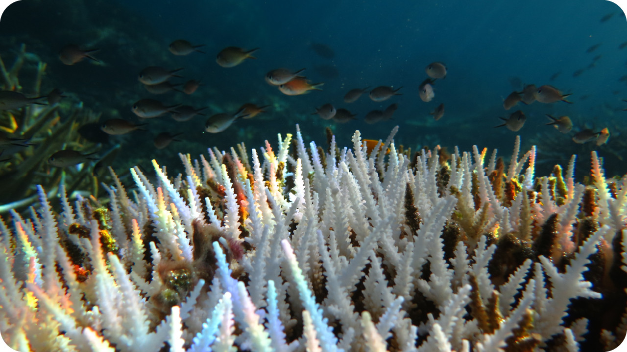 Corals and Fish