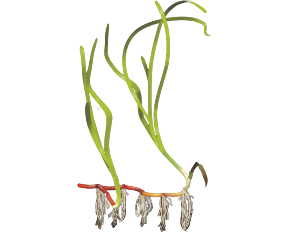 Zostera marina