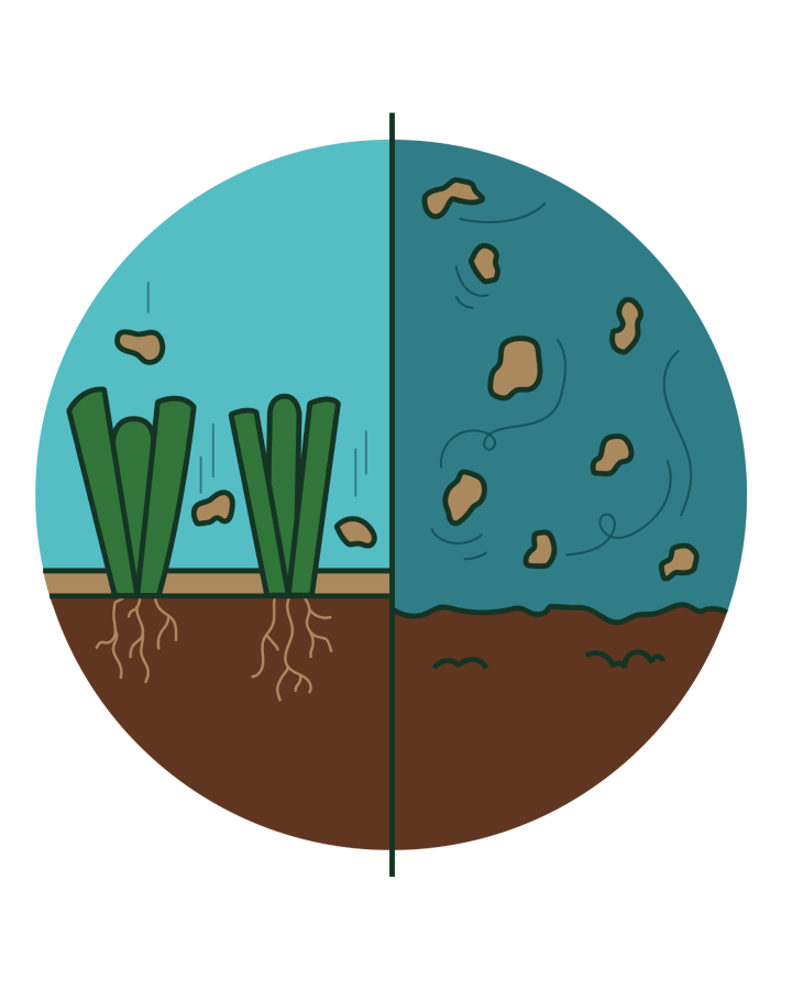 Benefits of seagrasses