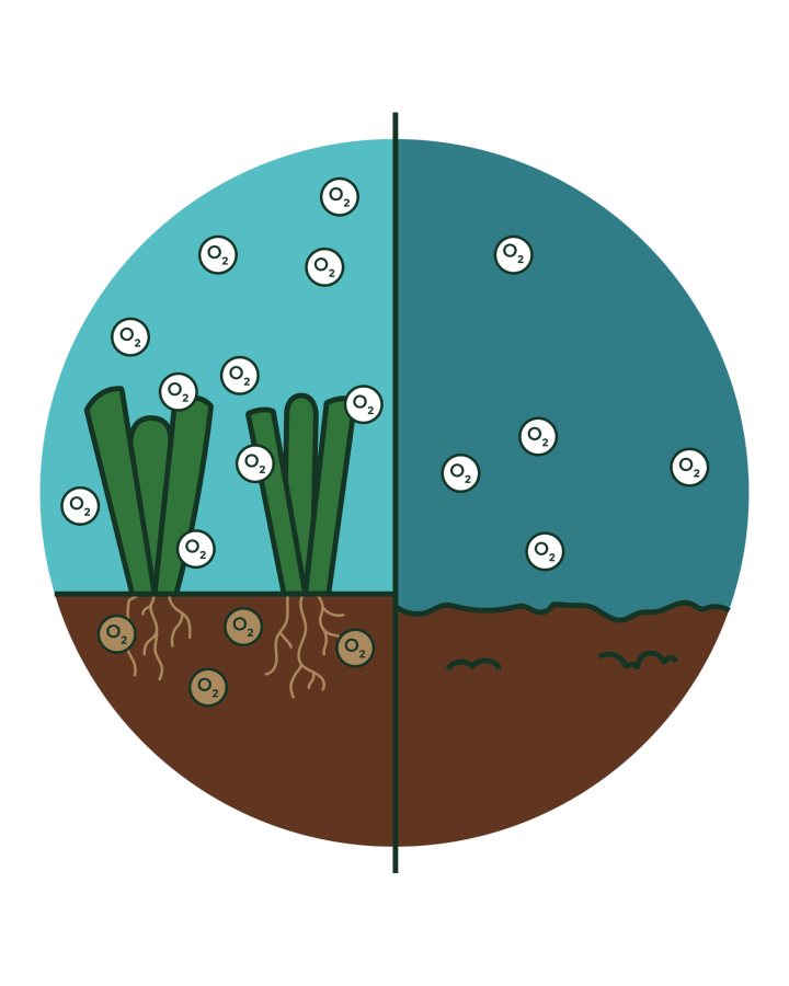 Benefits of seagrasses