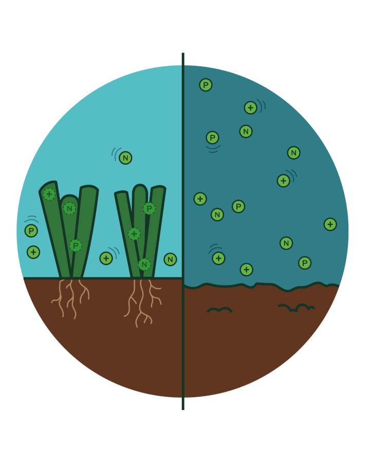 Benefits of seagrasses