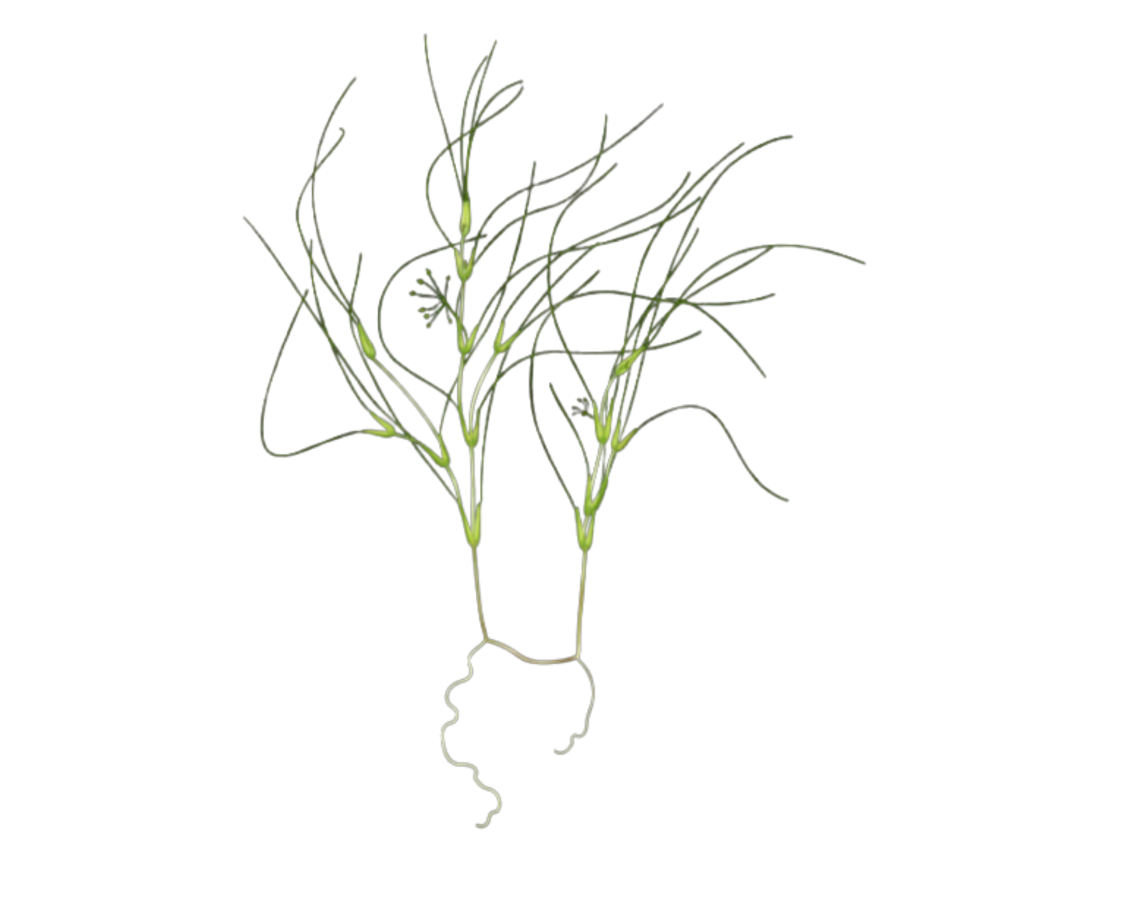 Ruppia maritima