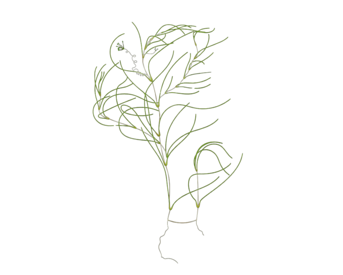 Ruppia spiralis
