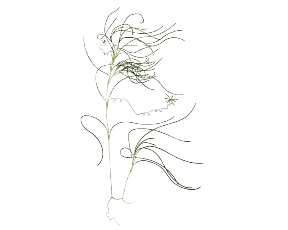 Ruppia drepanensis