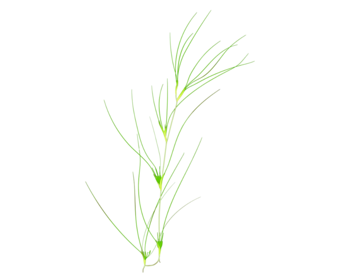 Althenia filiformis