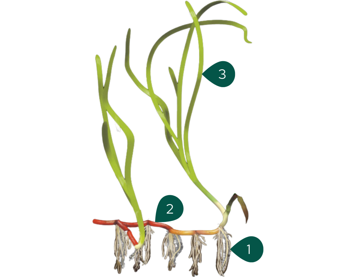 Zostera marina