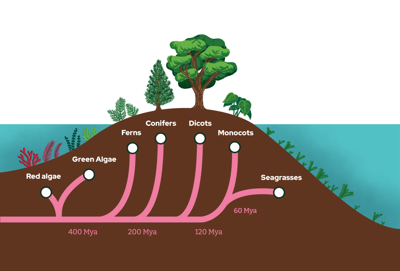 Seagrass evolution