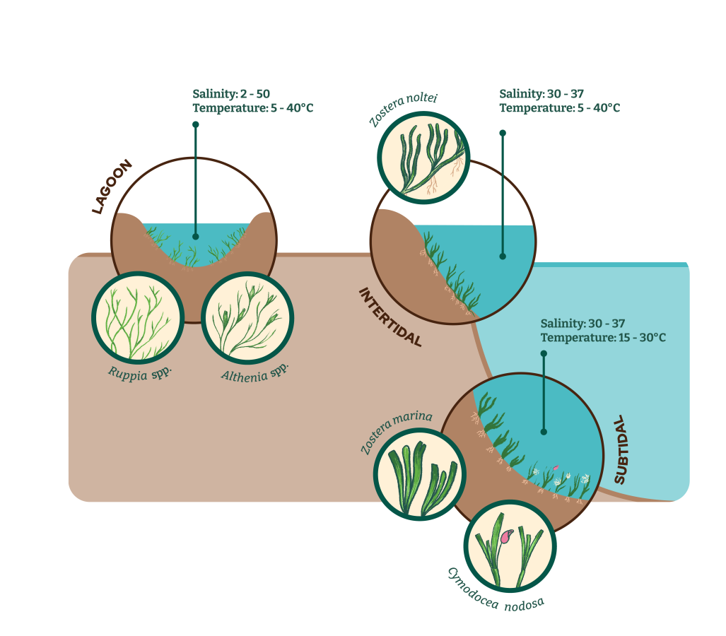 Types of seagrasses