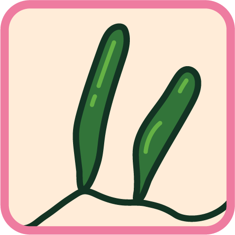 Caulerpa